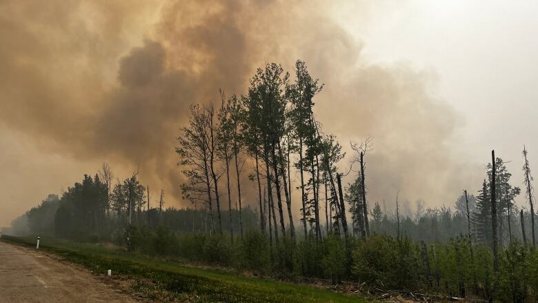 Smoke rises above a forest