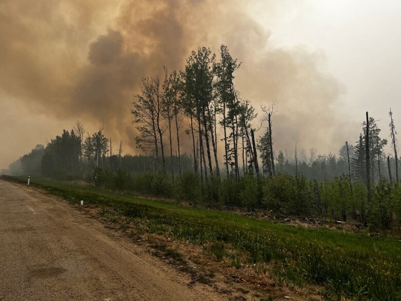 Smoke rises above a forest