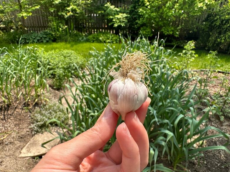 A hand holds up garlic in front of a bunch of green garlic plants in the ground.