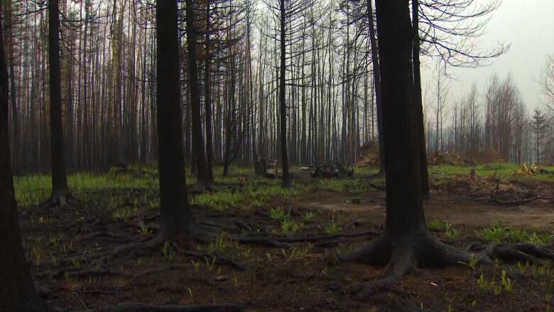 Burned trees in a forest where some grass is growing; in the background some burned material.