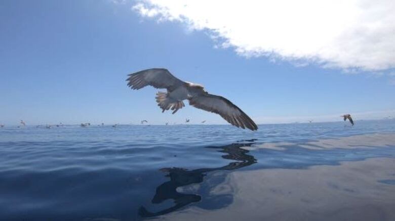 A seabird swoops over water.