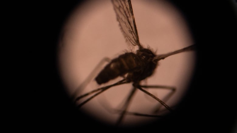 We see an extreme close-up shot of a mosquito's silhouette on top of an illuminated circle on a dark background.