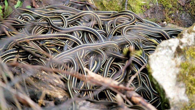 A mass of red-sided garter snakes coil up together during spring mating season.