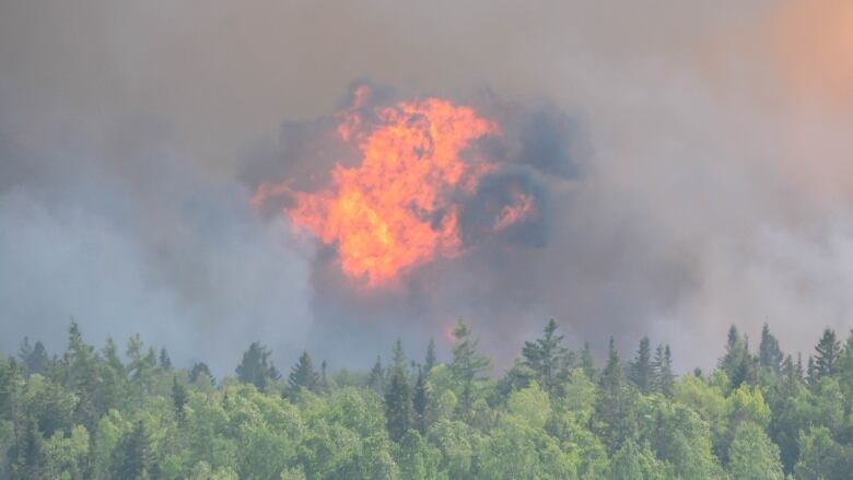 A line of trees with fire and smoke above them