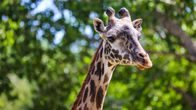 Emara, a 12-year-old female Masai giraffe, died at the Calgary Zoo earlier this month. A necropsy found the cause of death to be a broken neck from a fall. 