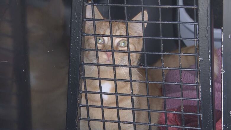 An orange cat peers out of a cage.