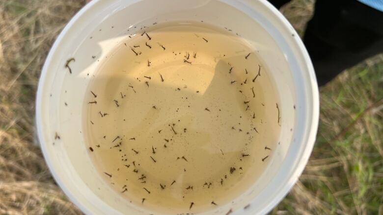 A white cup is filled with water, containing dozens of tiny, long insects.