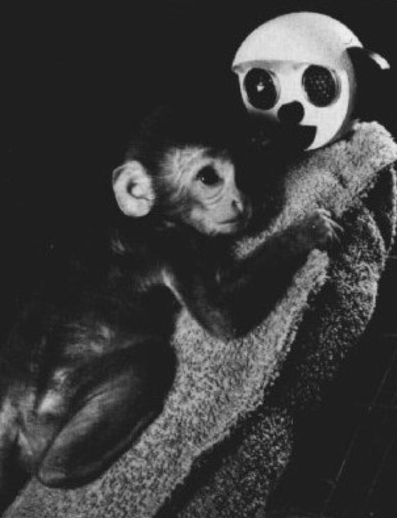 Black-and-white archival photo of a baby monkey clinging to a terry cloth figurine acting as a surrogate mother.