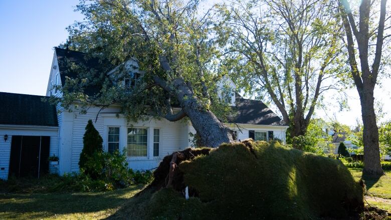 A fallen tree is seen perched against a home, almost completely enveloping the upper storey.