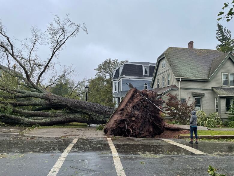 A person stands on a Charlottetown street on the day after Fiona. A massive tree blocks the entire road.