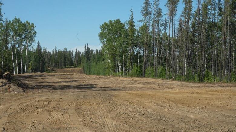 A barren strip of dirt in a forest 