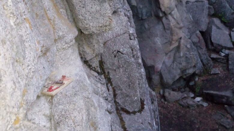 A mouse trap is seen perched on a rock face.