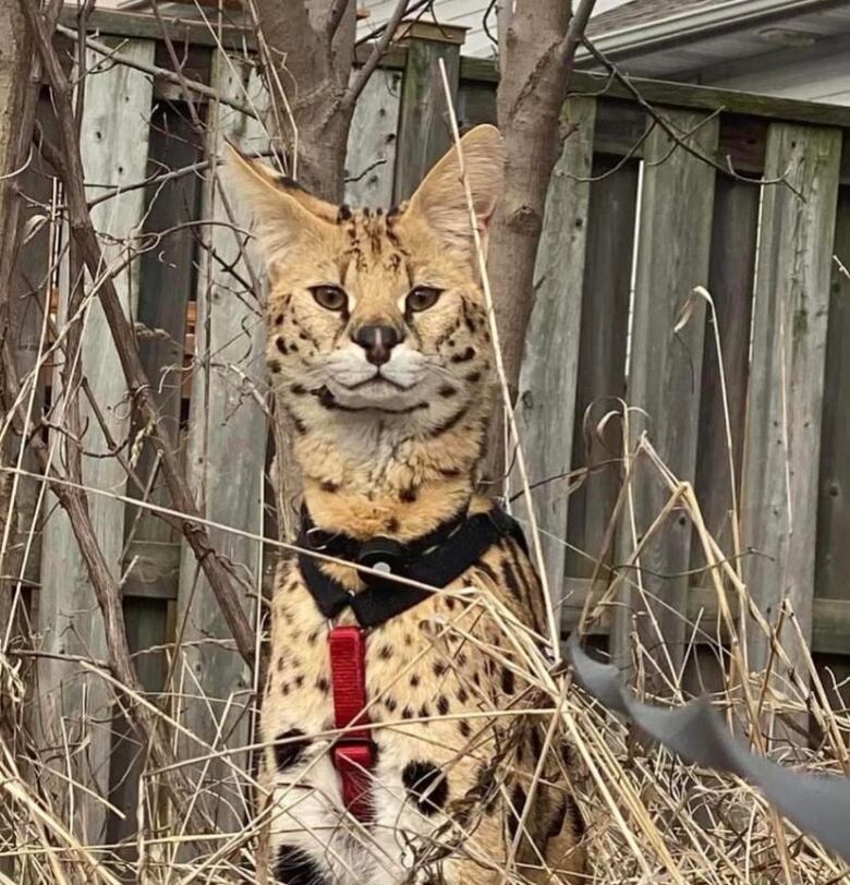 A cat with cheetah-like markings wearing a harness.