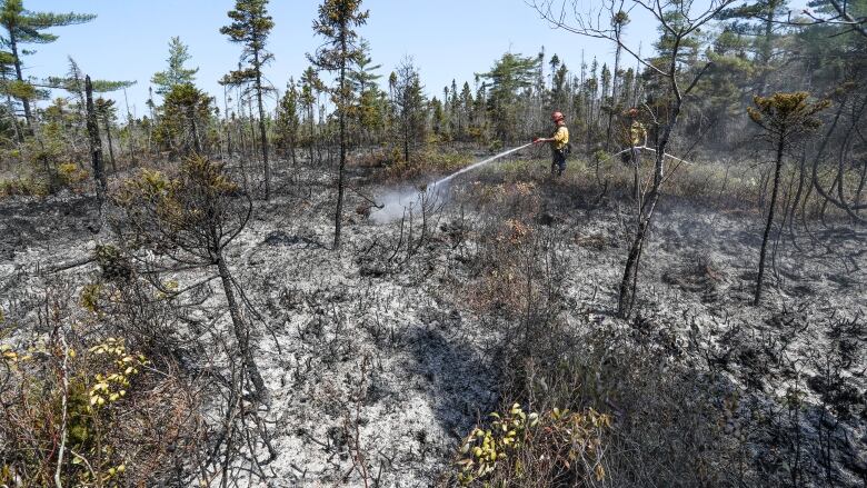 Two firefighters work to spray water on the ground in a burnt-out forest.