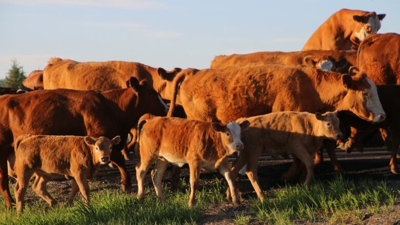 A large number of cattle on grassland.