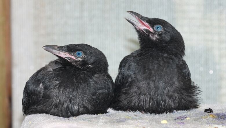 A pair of young crows look expectantly for food.