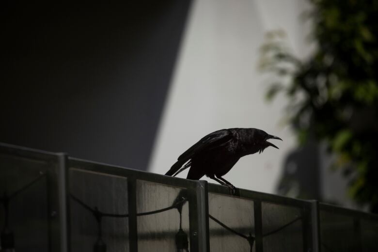 A crow caws while perched on a balcony railing.