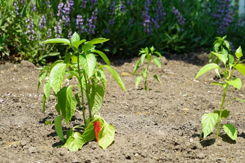 A pepper plant.