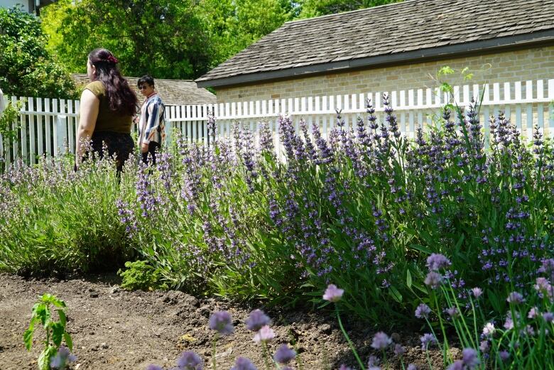 A type of purple flower in a garden.