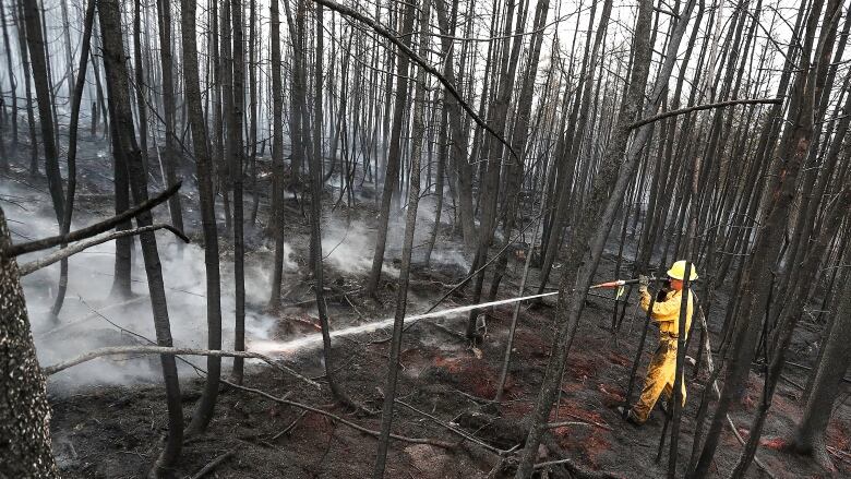 A firefighter shoots water at the forest floor, surrounded by burnt trees.