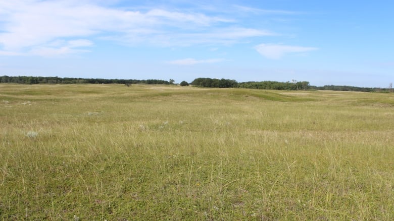  A prairie landscape in summer is shown.