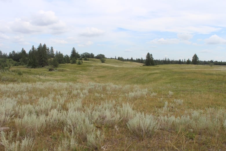 A Canadian prairie grassland is pictured in summer, with small rolling hills.