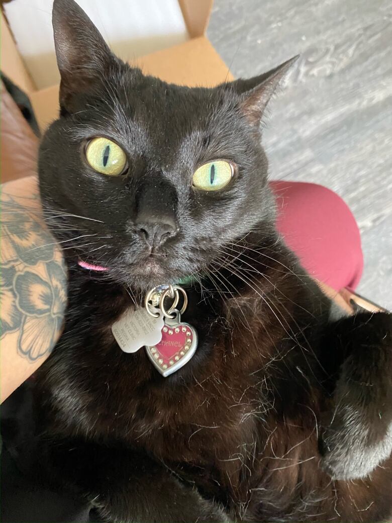 A black cat with green eyes lays on its back looking at the camera. 