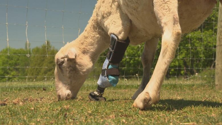 A sheep leaning down and munching on grass. Her front leg is a blue and black prosthetic.