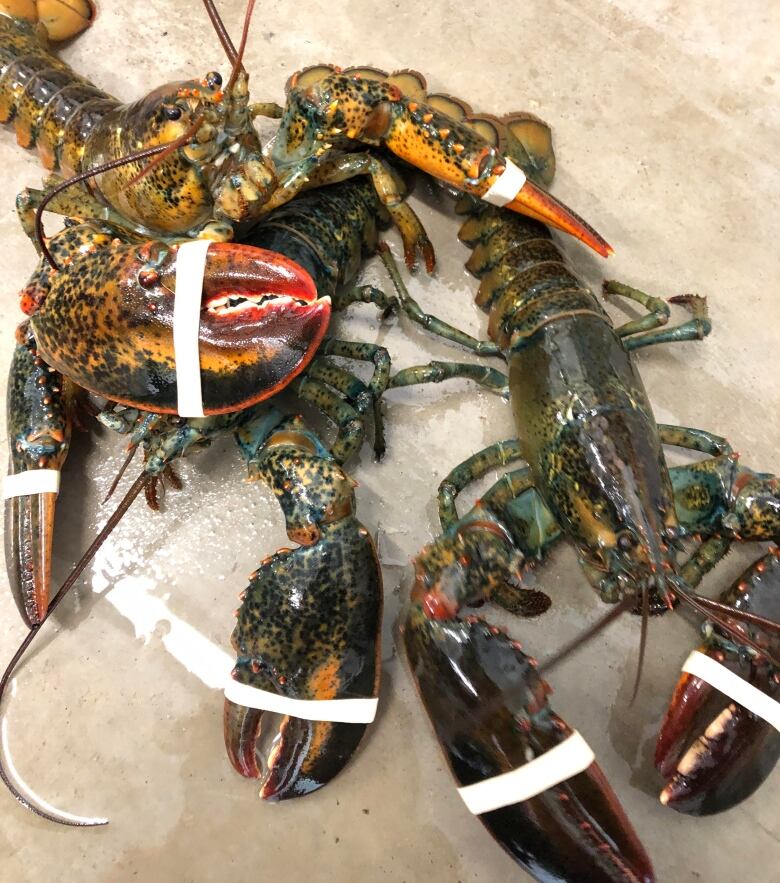 Three live lobsters lie on a cement floor.