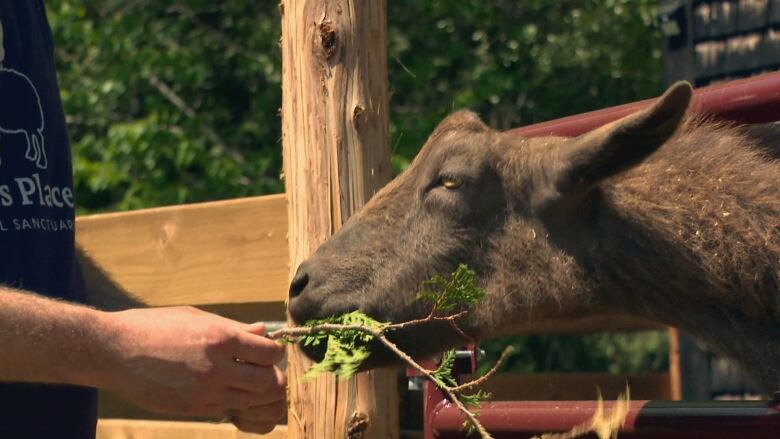 A brown goat eating leaves off a branch out of a man's hand.