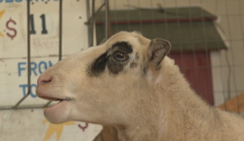 A side profile of a white sheep with a black patch around its eye.