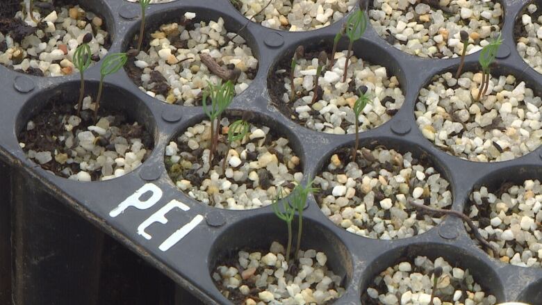 A tray a small seedlings being grown to help reforest P.E.I.