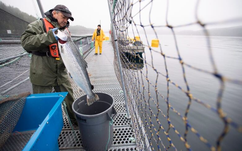 A man holds up a giant fish near a bucket on a walkway in an open fish farm.