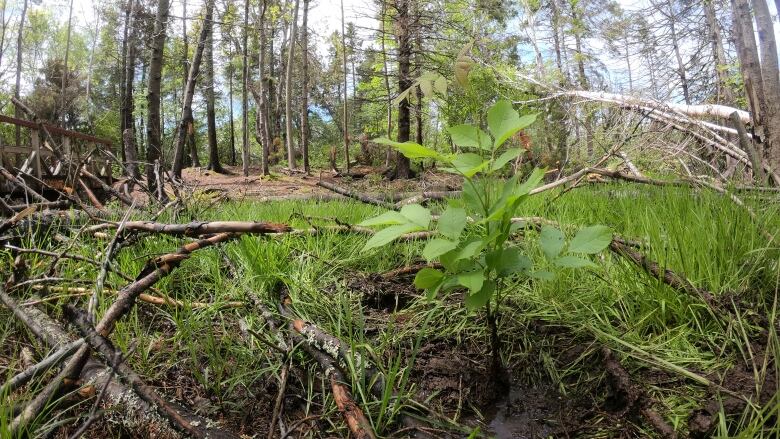 A three-year-old black ash sapling, about a foot tall, has been recently planted in a muddy bog area. 