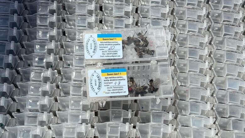 Two plastic boxes of bees are placed on many boxes in line. 