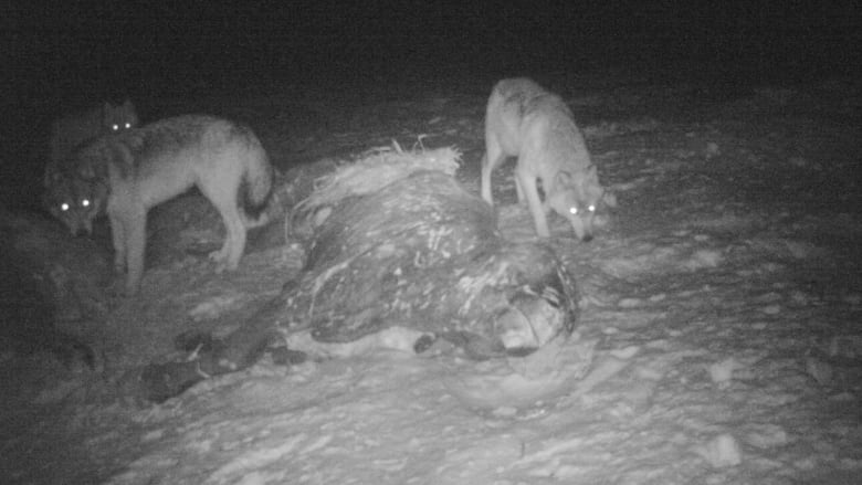 3 wolves surrounded a dead bull in a black and white photo.