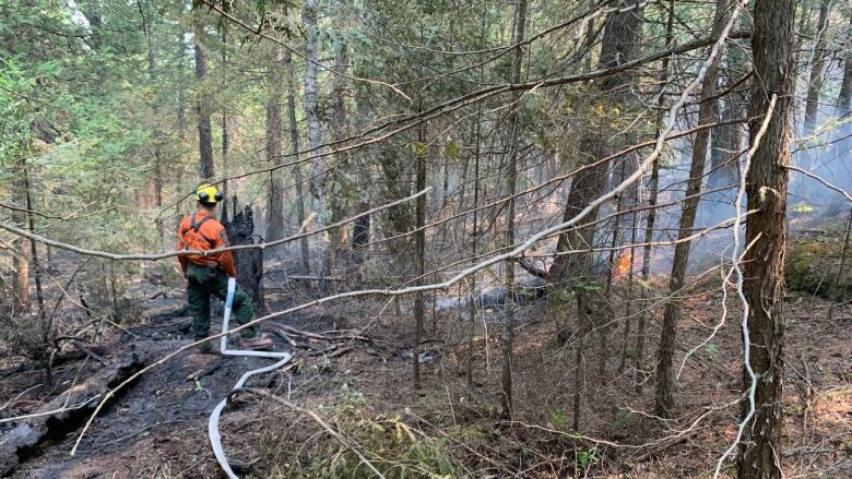 A firefighter runs a hose into a smoky, burnt forest with a small flame.