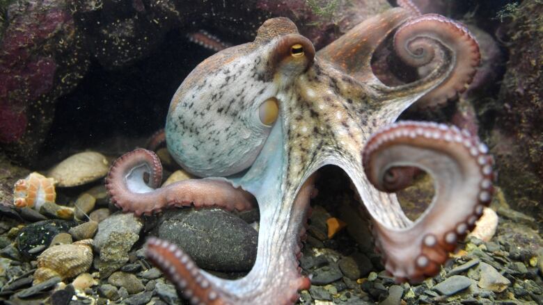 An octopus with a white coloured body that has some black and brown spots and red-tinted legs is at the bottom of an aquarium.