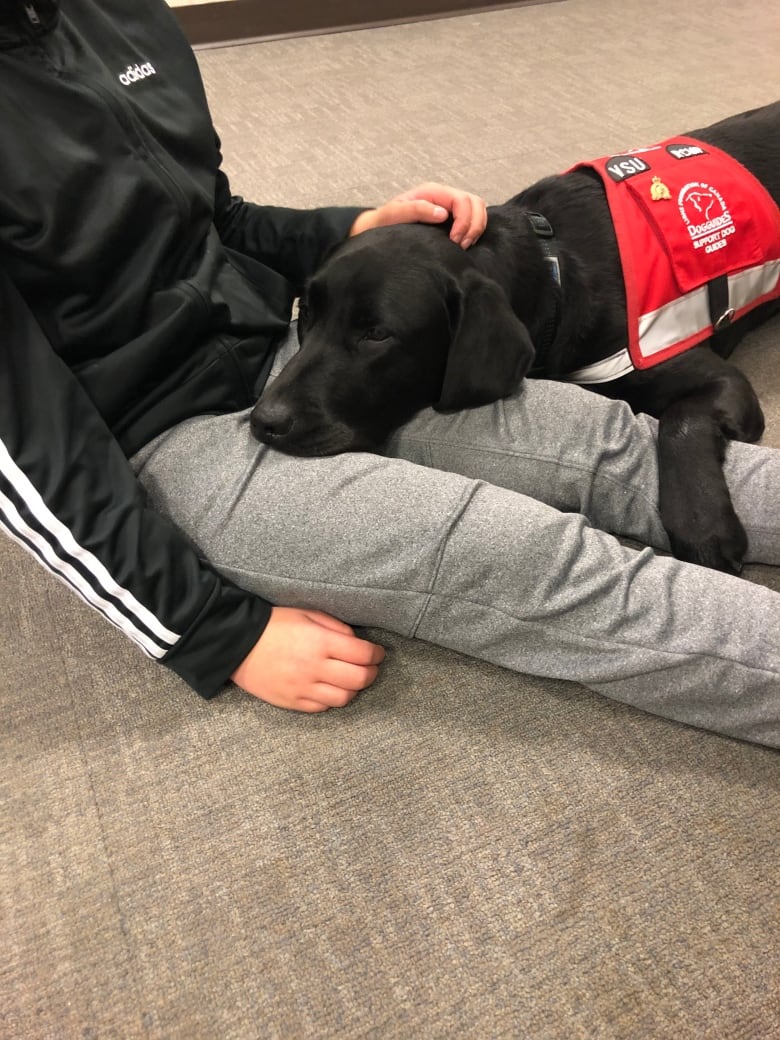 A black Labrador with a red vest rests his head on someone's lap.