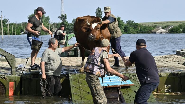 Six men stand on or near a barge with a cow on it.