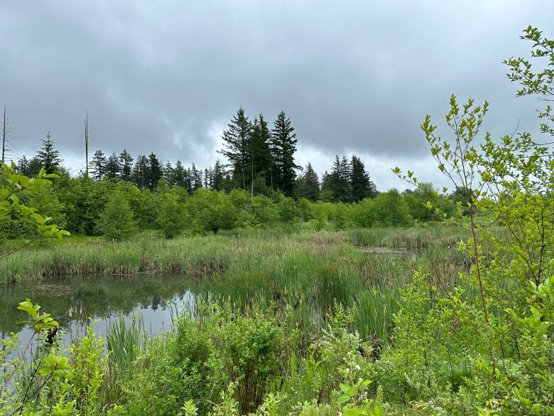 A lush green forested area with water visible among the plants.