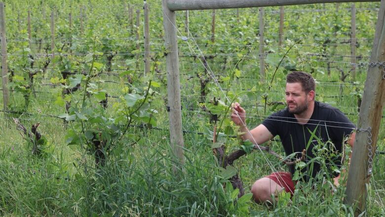 A man crouches to inspect a vine in a vineyard. He looks concerned.