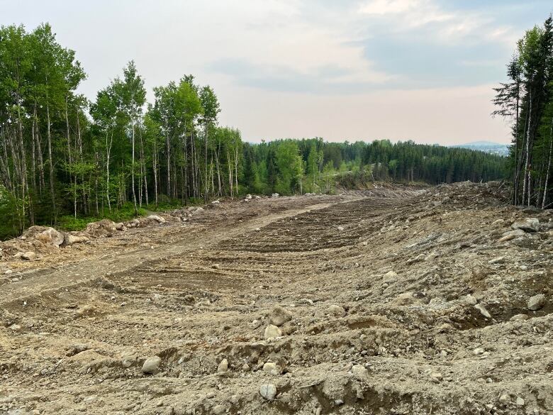 A trench several meters wide divides the forest in two. 