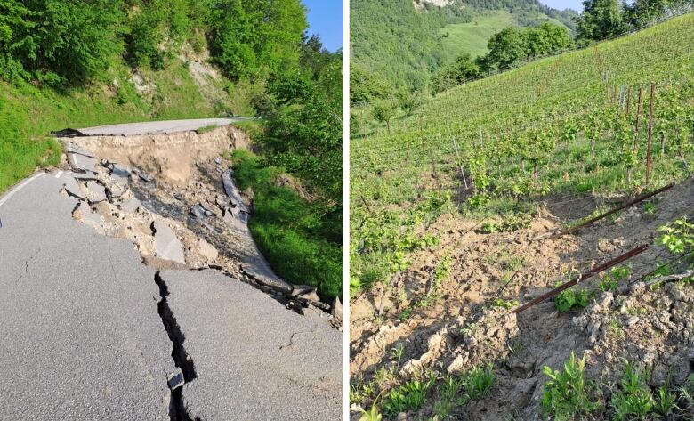 A composite image of a damaged road, and a damaged vineyard. 