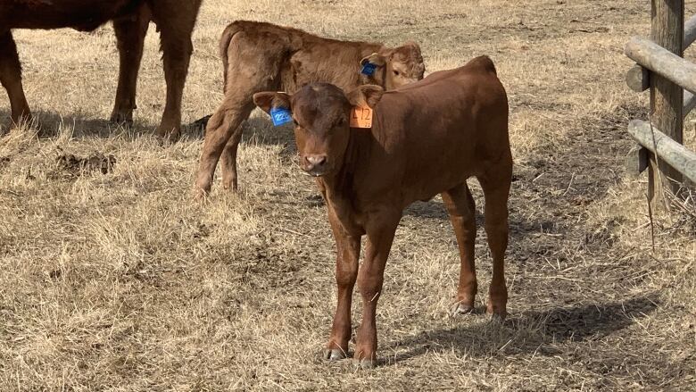 Calves are pictured standing behind a fence on a ranch.