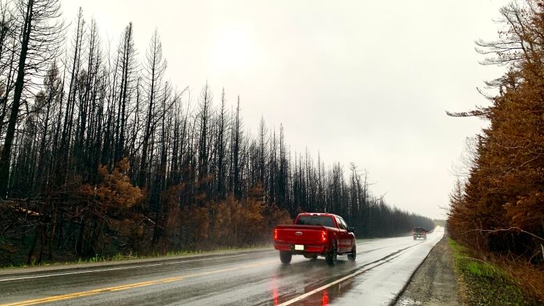 Black trees are shown along a long roadway as a red truck drives by.