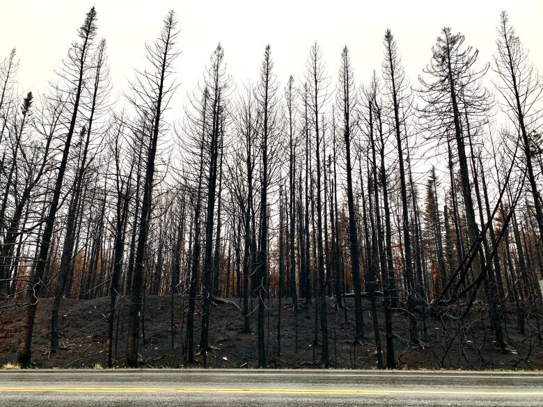 A row of black trees is shown as a roadway runs along the bottom.