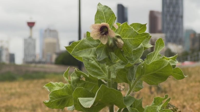 A flower is pictured against the backdrop of a city skyline.