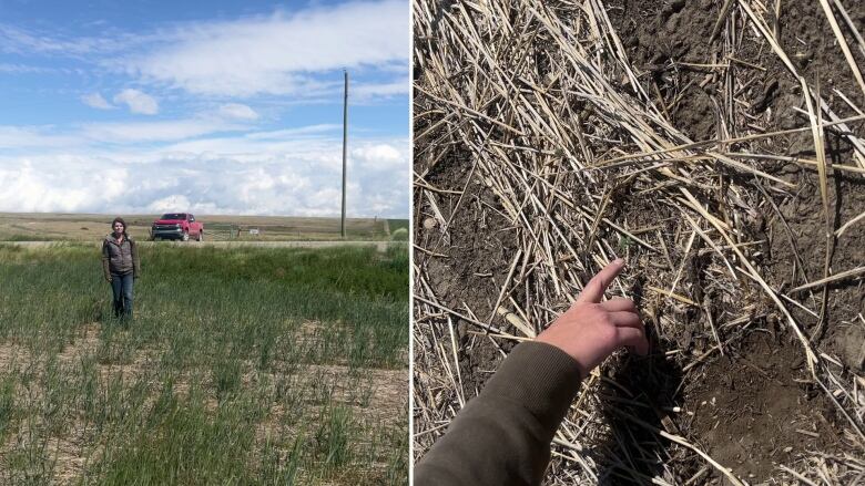 A collage is pictured of a woman walking through a field and pointing to a plant.