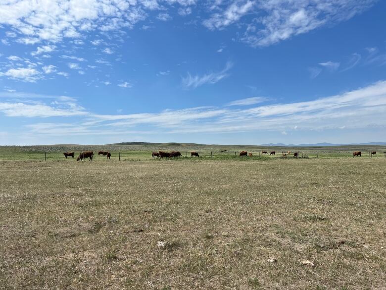 A field with cows is pictured.